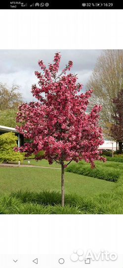 Саженцы краснолистной яблони зкс