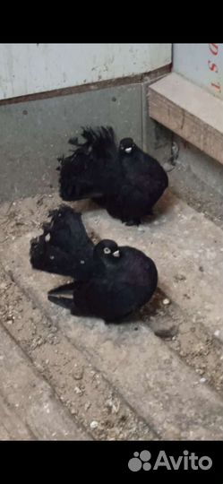 Голуби статные