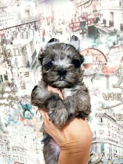 Голубоглазая девочка бивер Йорк