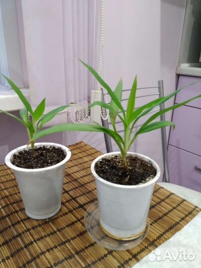 Драцена пальма