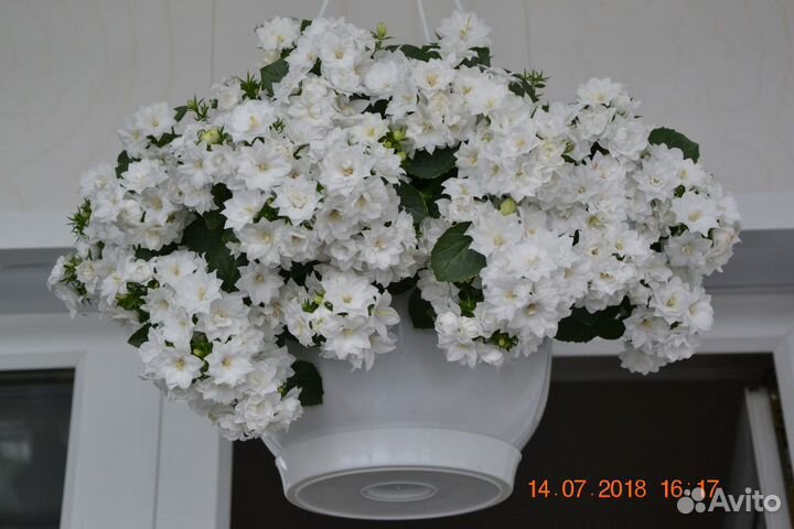 Кампанула Колокольчик Жених и Невеста синяя белая