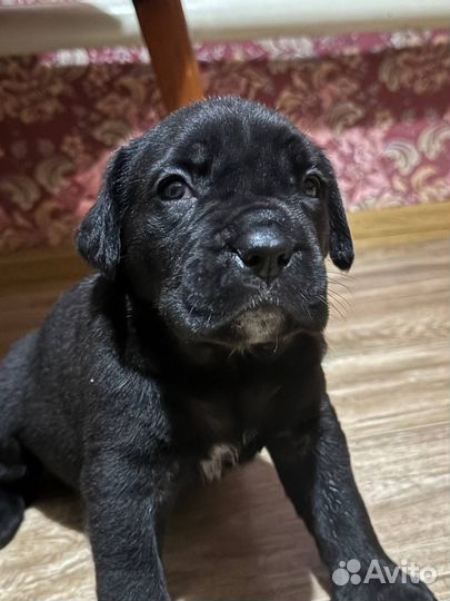 Щенки Кане корсо