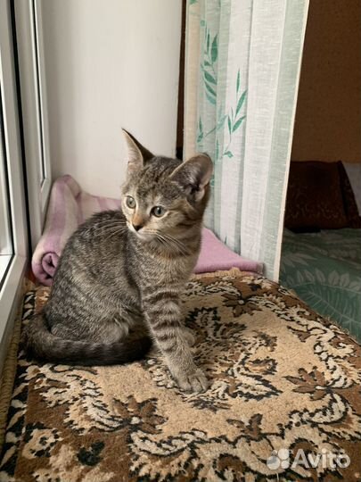 Европейская