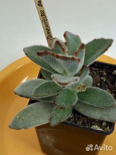 Каланхоэ томентоза, бухаренсис,кактус кристатный