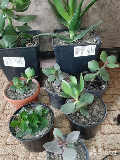 Денежное дерево (Толстянка), каланхое