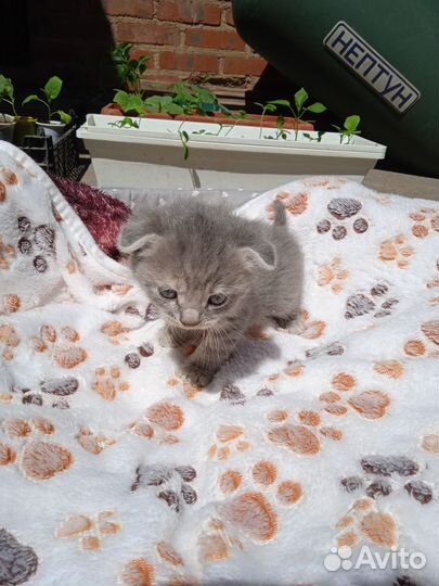 Кто ищет себе пушистого друга