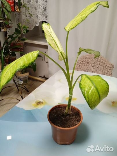 Диффенбахия Рудольф роерс