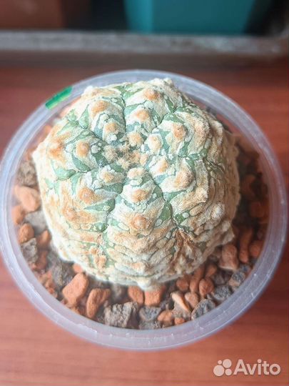 Астрофитумы V тип