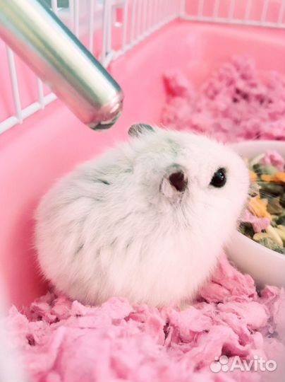 Вязка,случка,ищу самку джингарика самцу белого цве