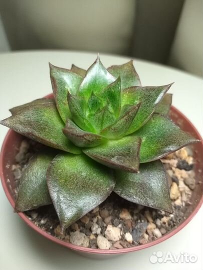 Суккуленты