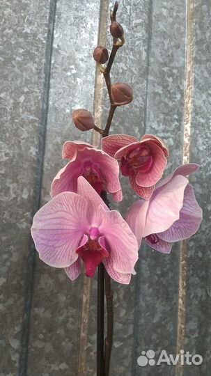 Орхидея фаленопсис