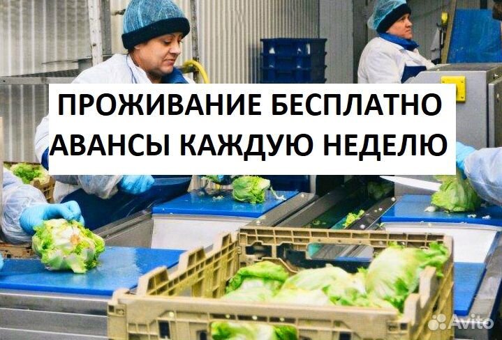 Фасовщики на овощебазу/ вахта с проживанием