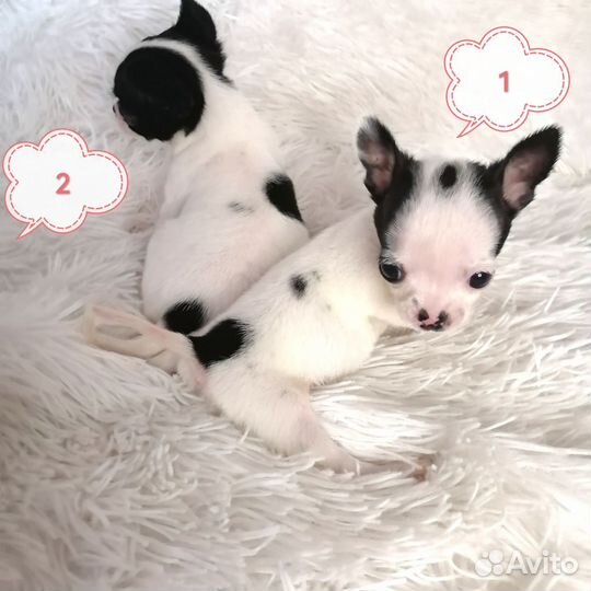 Чихуахуа мини девочка щенки