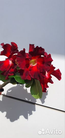 Адениум (роза пустыни)