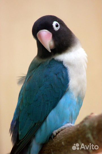 Масковые неразлучники