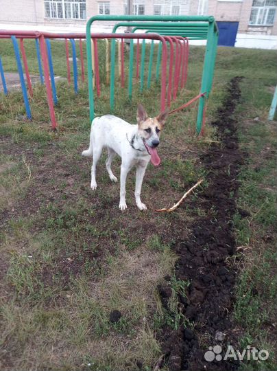 Фокстерьер