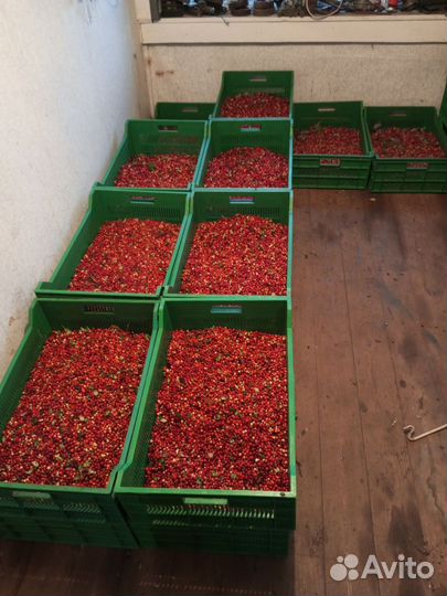 Брусника свежая