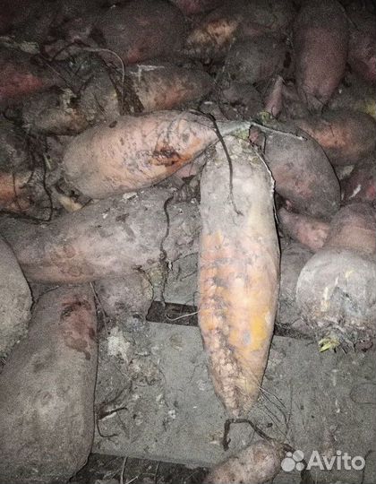 Семена комовой свеклы бригадир 5000шт