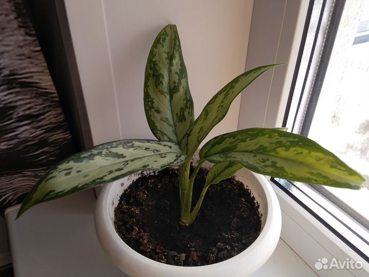 Аглаонема Сильвер Кинг