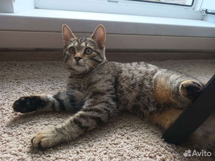 Кошечка в добрые руки бесплатно