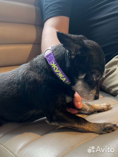 Ошейник для собаки с адресником