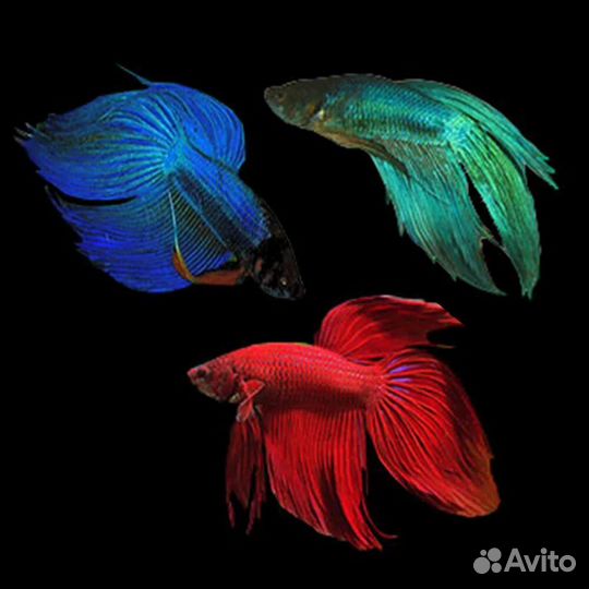 Рыбка петушок