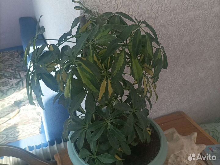 Комнатные цветы шефлера