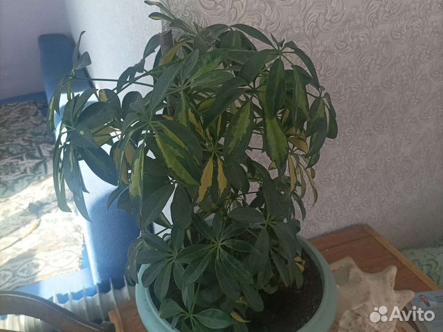 Комнатные цветы шефлера