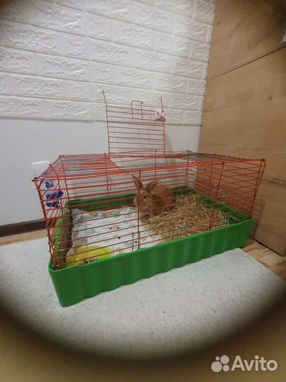 Кролик с клеткой