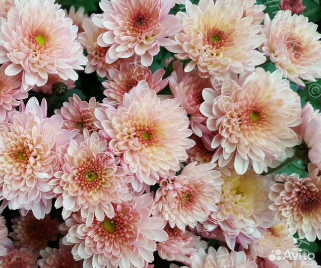 Хризантема мультифлора