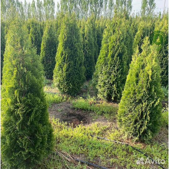Туя смарагд брабант с доставкой на участок