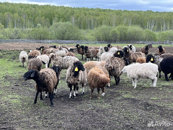 Овцы, бараны