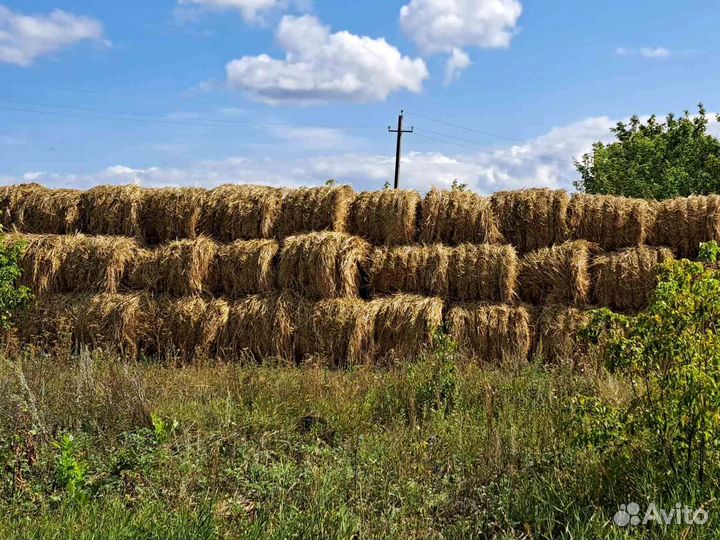 Продам сено в рулонах