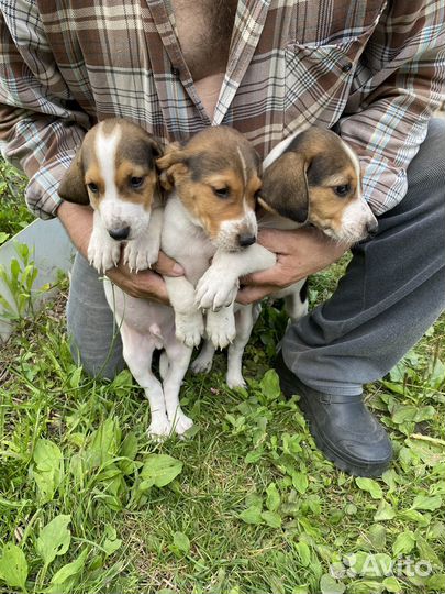 Охотничьи щенки