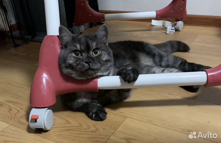 Котенок шотландский