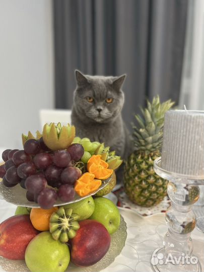 Британский кот в добрые руки