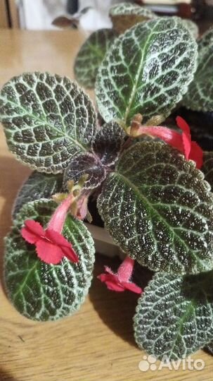 Эписция серебристая