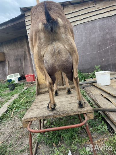 Альпийская коза 100