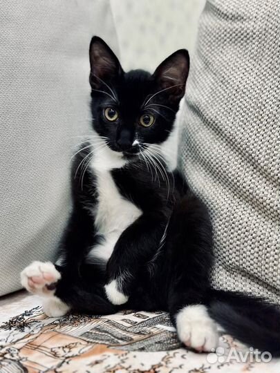 Котята в добрые руки бесплатно