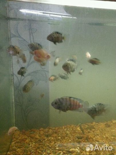 Рыбки и аквариумные растения