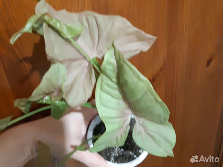 Домашние цветы