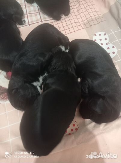 Продаются щенки кокер-спаниеля