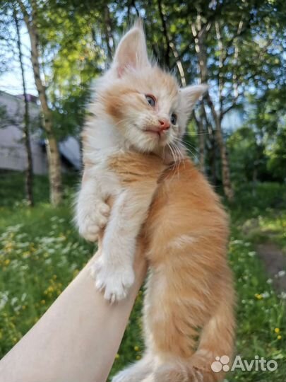 Котята Мейн-кун