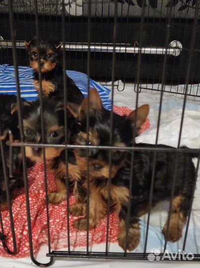 Йоркширский терьер щенки