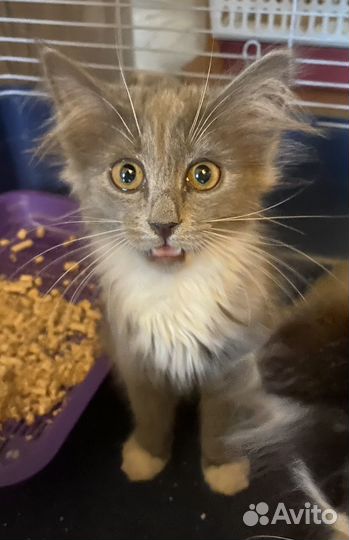 Котенок девочка ищет дом