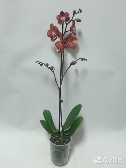 Орхидея Горизонт