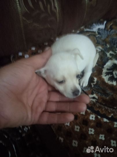 Той-терьеры