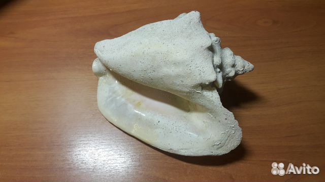 Ракушка Рапан с карибского моря