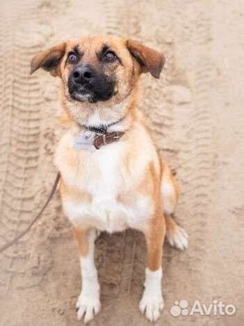 Собаки бесплатно в добрые руки