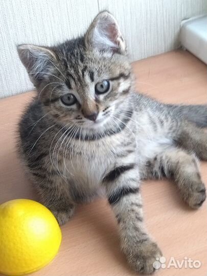 Малыш крепыш2,5 месяца